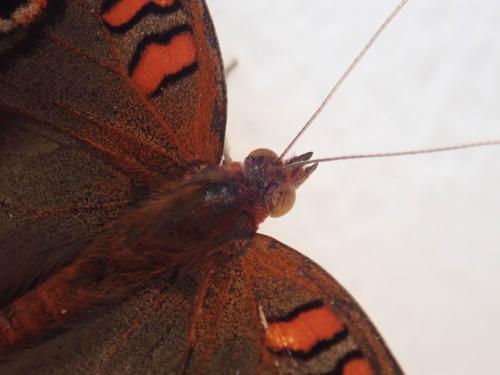 Réf. 244 985 : Junonia zonalis